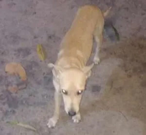 Cachorro raça  idade 1 ano nome Lucki