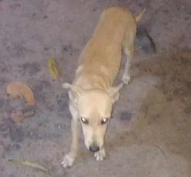 Cachorro ra a  idade 1 ano nome Lucki