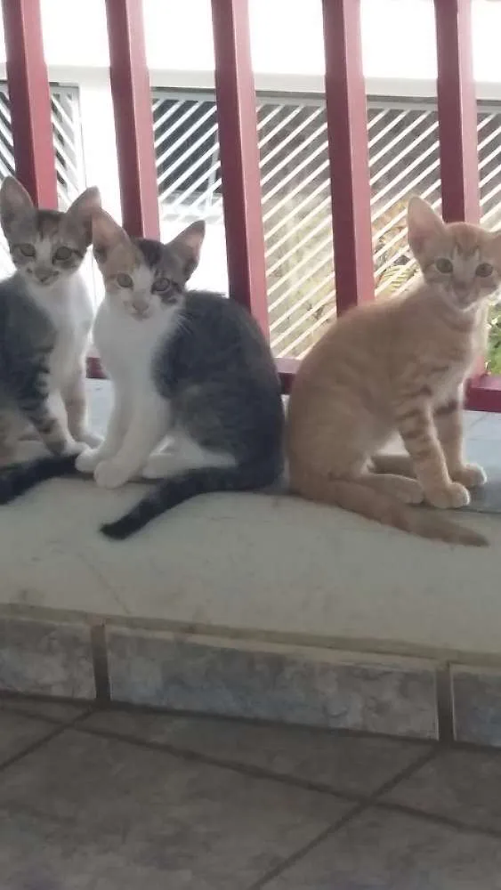 Gato ra a Não  sei idade Abaixo de 2 meses nome Sem nome