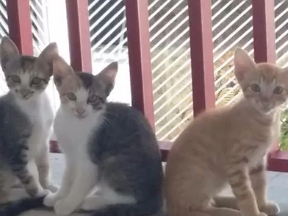 Gato ra a Não  sei idade Abaixo de 2 meses nome Sem nome