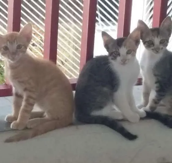 Gato ra a Não  sei idade Abaixo de 2 meses nome Sem nome