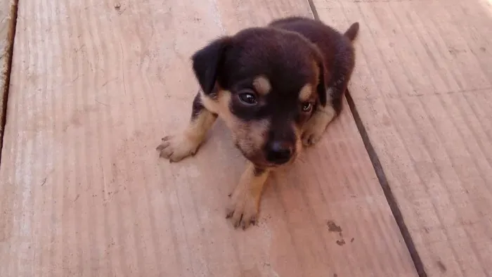 Cachorro ra a vira lata idade Abaixo de 2 meses nome sem nome