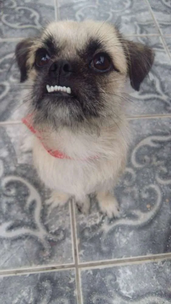 Cachorro ra a PugLhasa  idade 1 ano nome Docinho