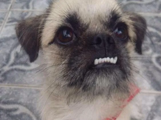 Cachorro ra a PugLhasa  idade 1 ano nome Docinho