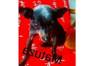 Cachorro raça Pinscher idade 6 ou mais anos nome Matuza