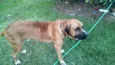 Astro