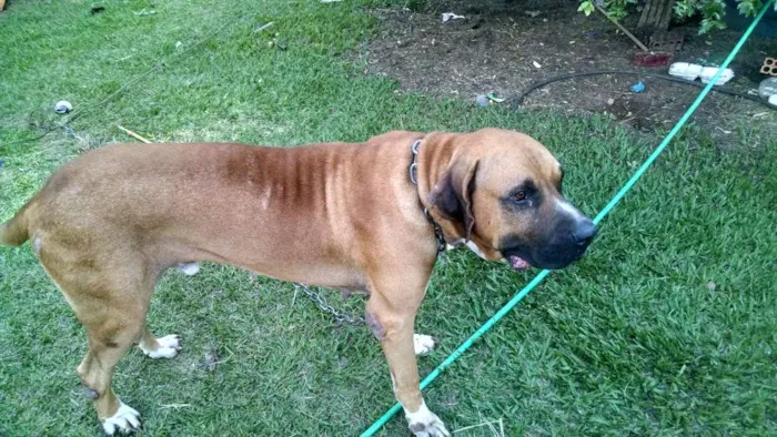 Cachorro raça Fila idade 5 anos nome Astro