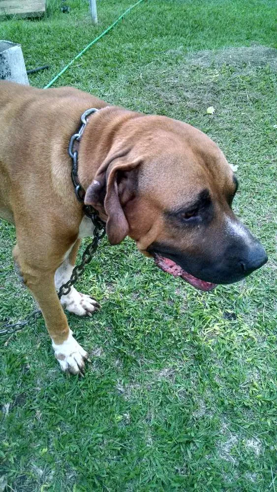 Cachorro raça Fila idade 5 anos nome Astro