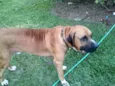 Astro