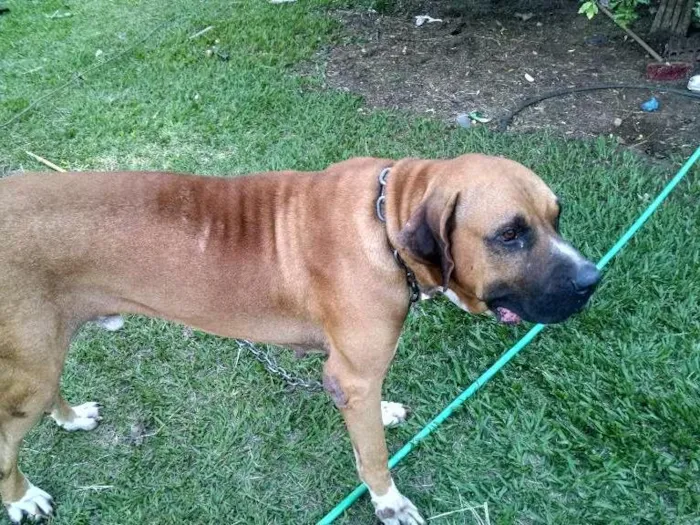 Cachorro raça Fila idade 5 anos nome Astro
