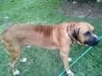 Astro