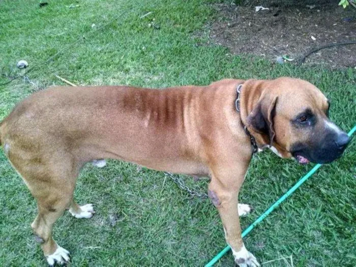 Cachorro raça Fila idade 5 anos nome Astro