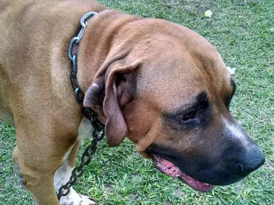Cachorro raça Fila idade 5 anos nome Astro