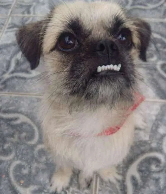 Cachorro ra a PugLhasa  idade 1 ano nome Docinho