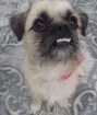 Cachorro raça PugLhasa  idade 1 ano nome Docinho