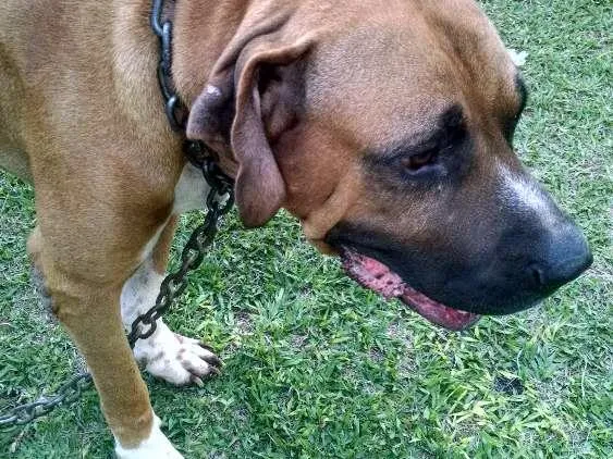Cachorro raça Fila idade 5 anos nome Astro