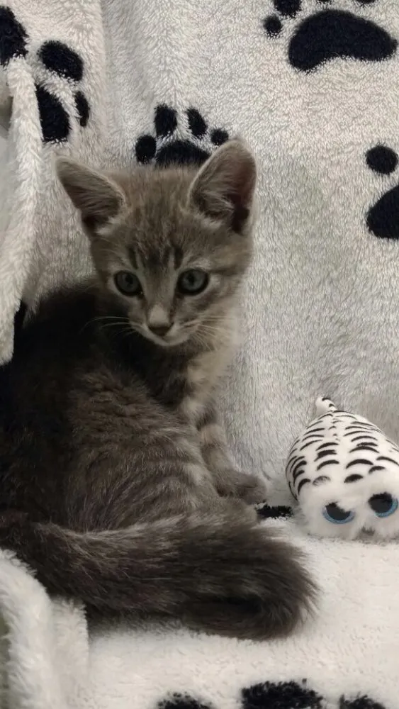 Gato ra a SRD idade 2 a 6 meses nome Sache