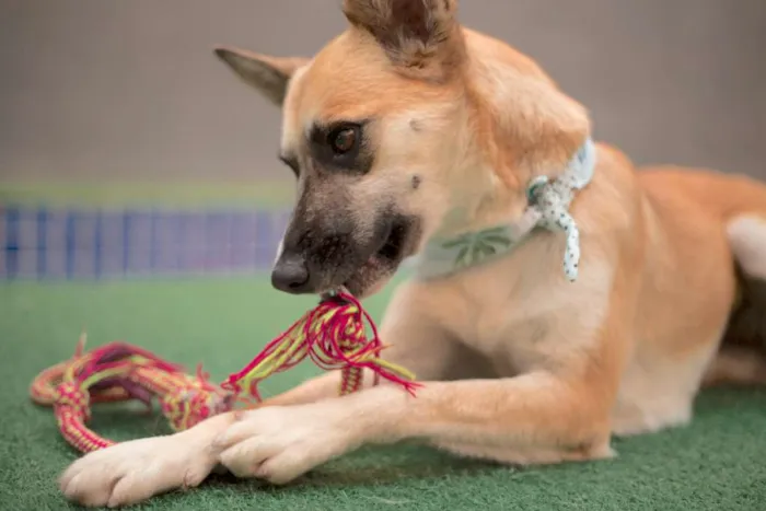Cachorro ra a  idade 3 anos nome Raposinha
