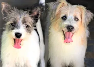 Cachorro raça  idade 2 anos nome Cindy e Pingo