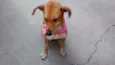 Puqui