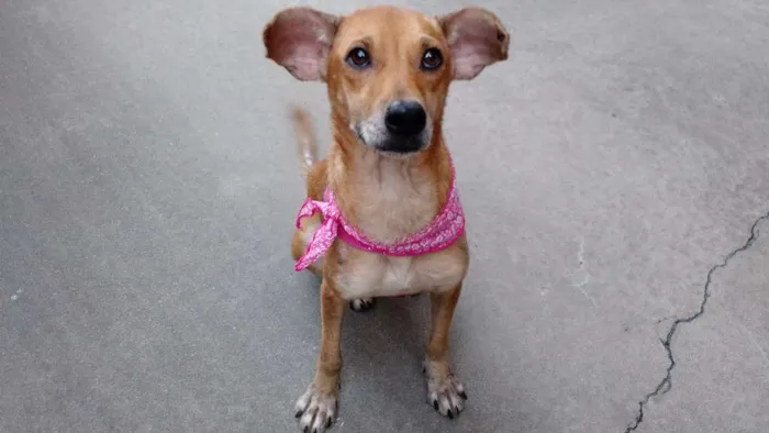 Cachorro ra a SRD idade 2 anos nome Puqui