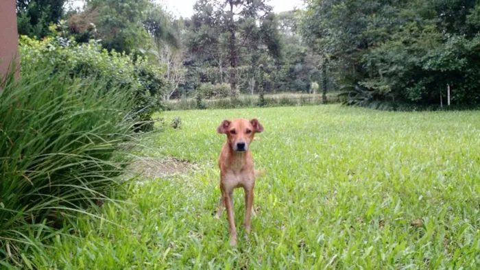 Cachorro ra a SRD idade 2 anos nome Puqui