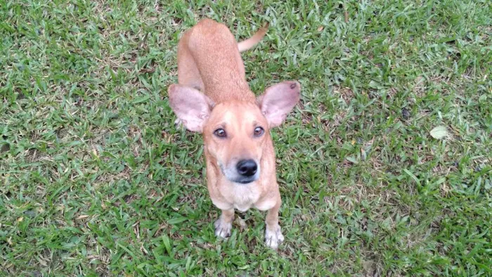 Cachorro ra a SRD idade 2 anos nome Puqui
