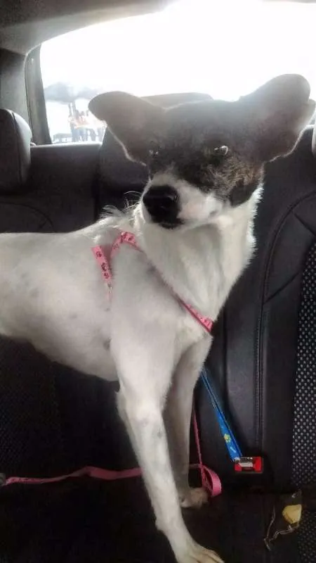 Cachorro ra a foxpaulistinha idade 1 ano nome Peppi