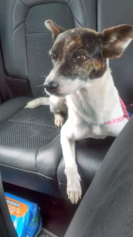 Cachorro ra a foxpaulistinha idade 1 ano nome Peppi