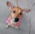 Puqui