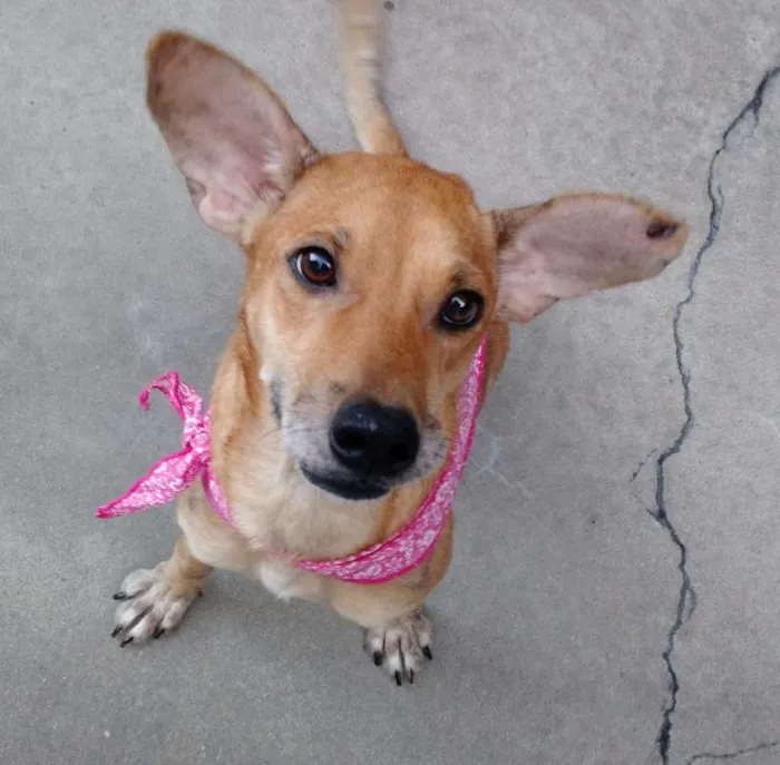 Cachorro ra a SRD idade 2 anos nome Puqui