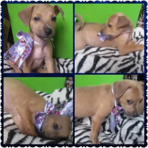 Cachorro raça SRD idade 2 a 6 meses nome MENINA