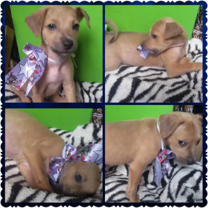 Cachorro ra a SRD idade 2 a 6 meses nome MENINA
