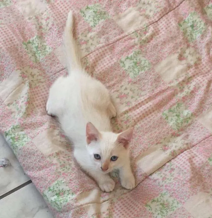 Gato ra a  idade 2 a 6 meses nome Tofu e Granola