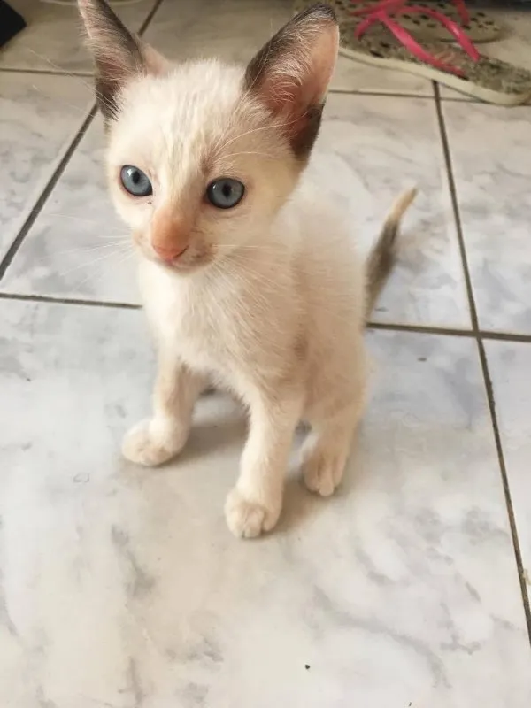 Gato ra a  idade 2 a 6 meses nome Tofu e Granola