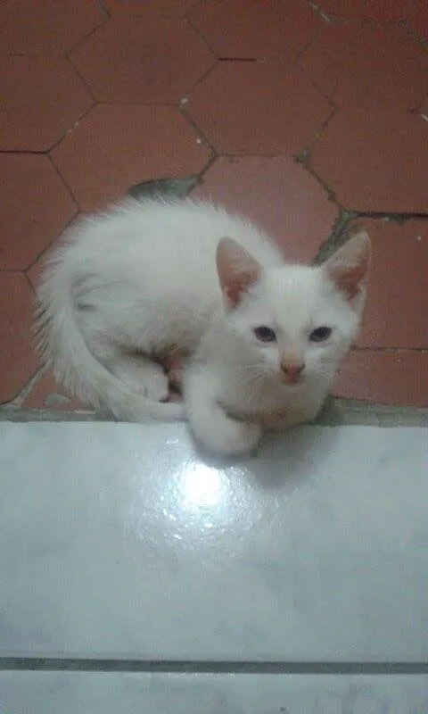 Gato ra a  idade 2 a 6 meses nome Tofu e Granola