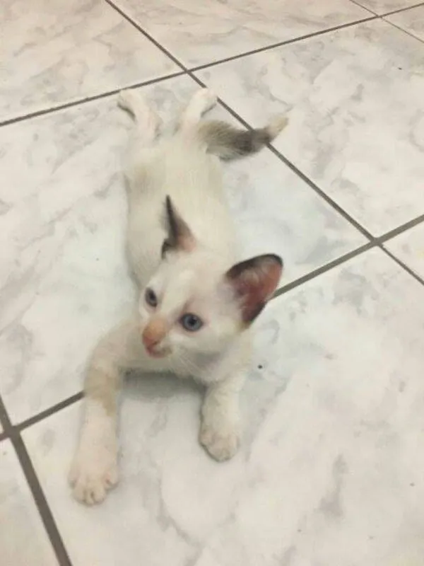 Gato ra a  idade 2 a 6 meses nome Tofu e Granola