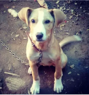 Cachorro raça Sem raça definida idade 1 ano nome Linda
