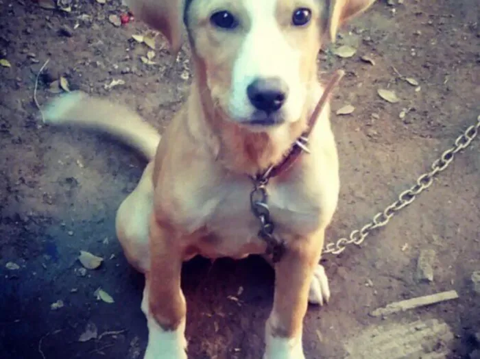 Cachorro raça Sem raça definida idade 1 ano nome Linda