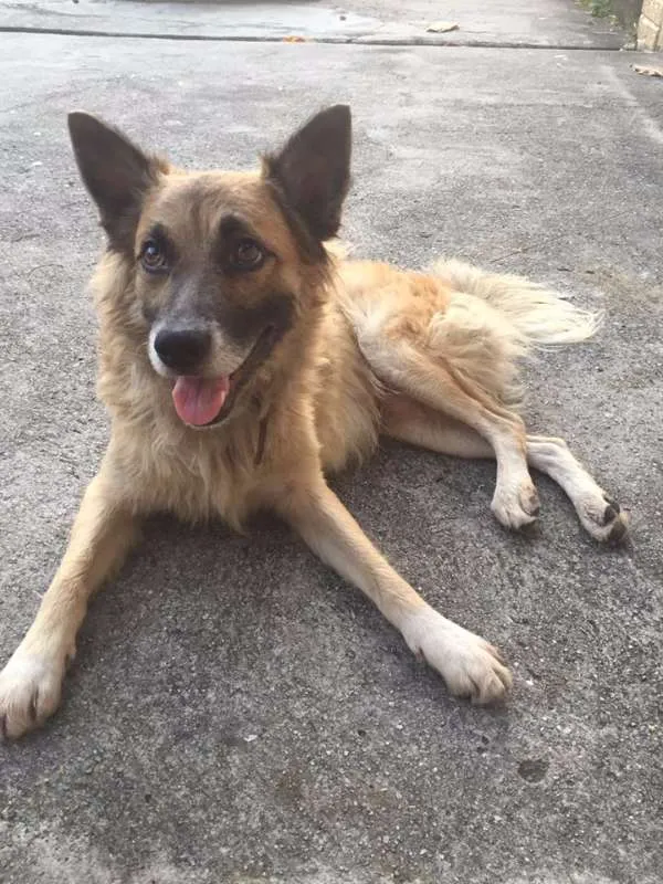 Cachorro ra a vira-lata idade 7 a 11 meses nome Lindão
