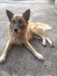 Lindão