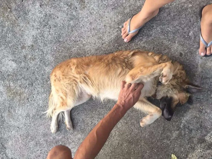 Cachorro ra a vira-lata idade 7 a 11 meses nome Lindão