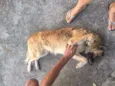 Lindão