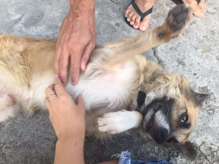 Cachorro ra a vira-lata idade 7 a 11 meses nome Lindão