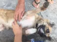 Lindão