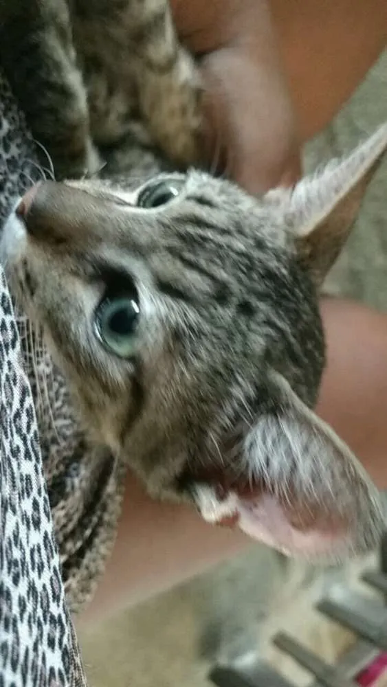 Gato raça Srd idade 2 a 6 meses nome Bob