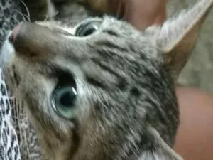 Gato raça Srd idade 2 a 6 meses nome Bob
