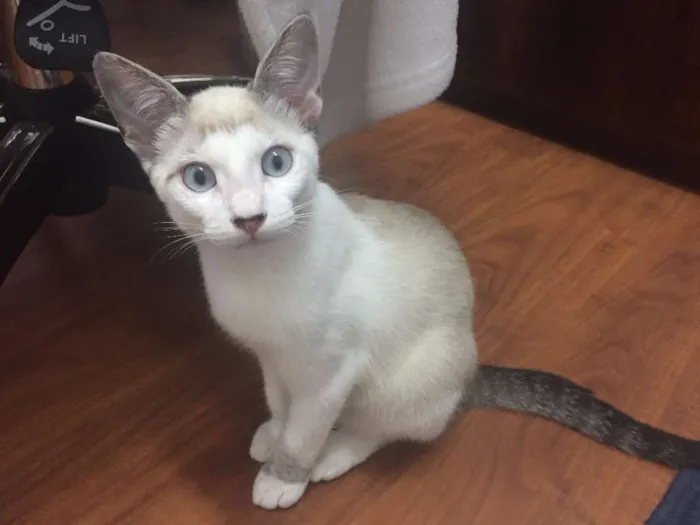 Gato ra a  idade 2 a 6 meses nome Lulu