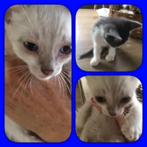 Gato raça SRD idade Abaixo de 2 meses nome Filhote 