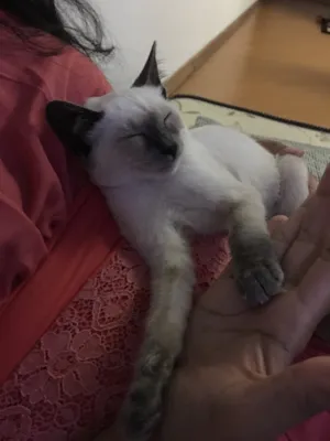 Gato raça Siameses  idade 2 a 6 meses nome Luke e Leia